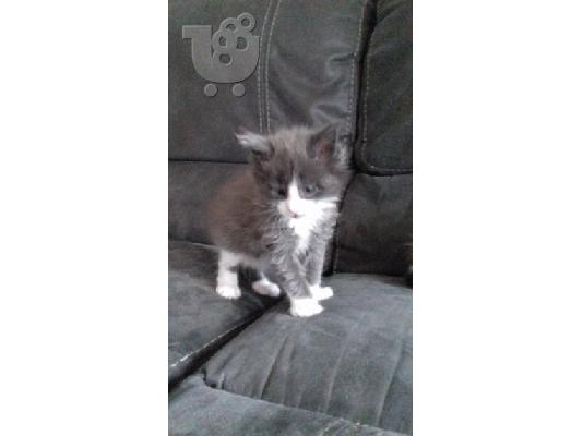 Maine Coon γατάκια προς πώληση